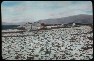Image of Codfish Drying in Iceland
